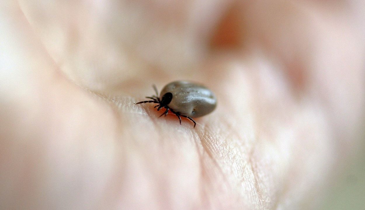 borrelia sprids av fästingar